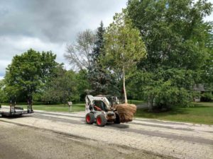 Sycamore for Fast Shade | Extreme Green Lawn and Landscape | Germantown WI