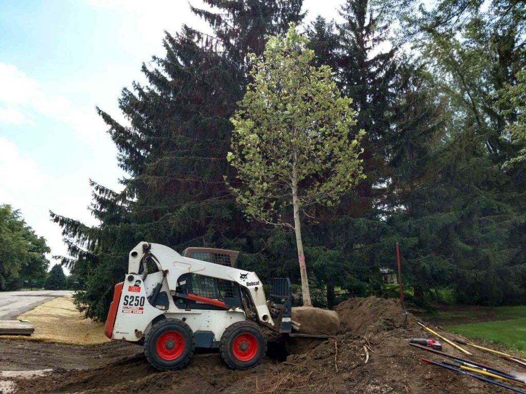 Sycamore for Fast Shade | Extreme Green Lawn and Landscape | Germantown WI