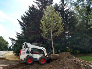 Sycamore for Fast Shade | Extreme Green Lawn and Landscape | Germantown WI